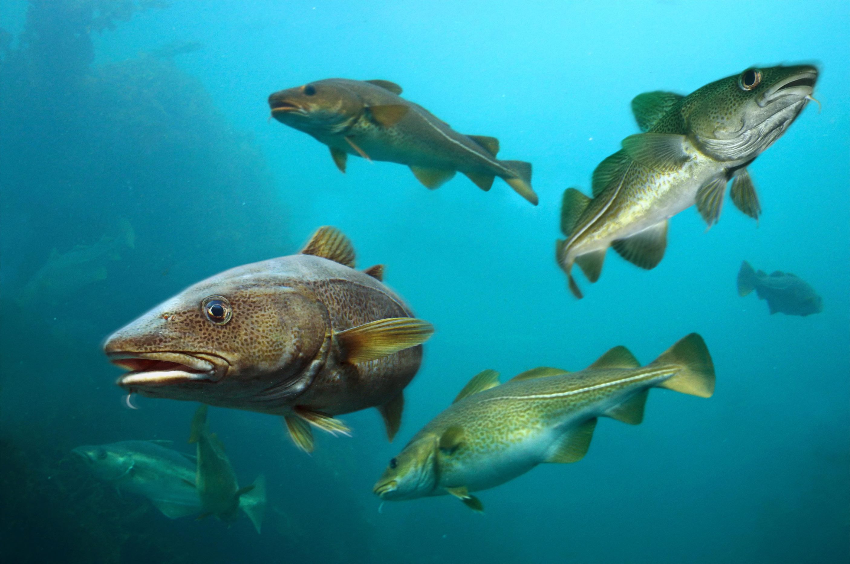 MSC standarden og Kysttorsk