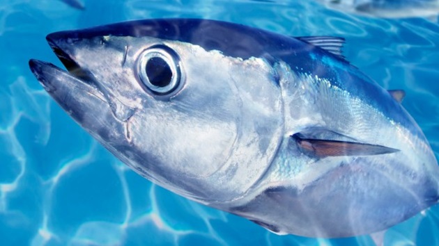 Il report sul tonno sostenibile