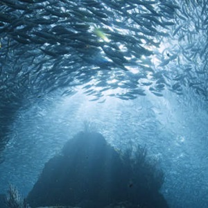 O que é a Pesca Sustentável