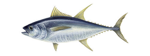 Yellowfin tuna