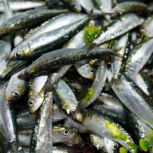 Certificação da sardinha Ibérica