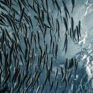 Aktuell status för bestånden i Östersjön