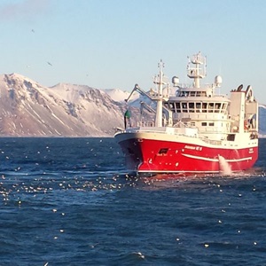 Isländsk sill: ett exempel på ansvarstagande fiske
