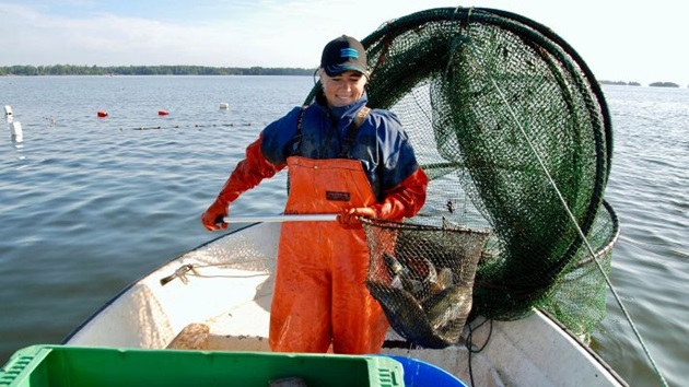 MSC:s årsrapport om vitfisk 2025