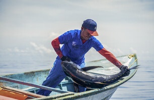 MSC inför strängare krav för certifierad tonfisk - andelen märkt tonfisk ökar lavinartat i Sverige