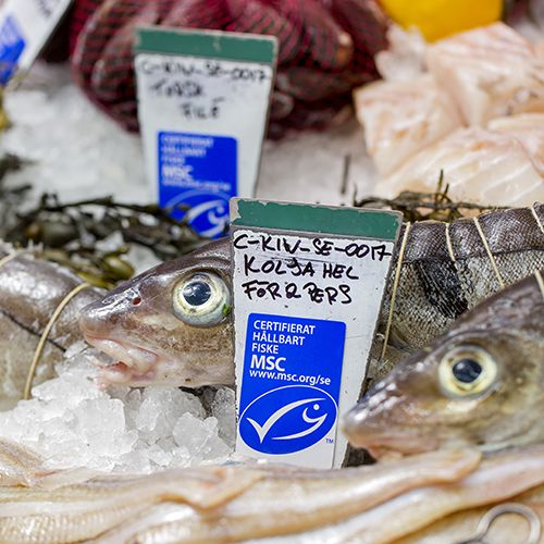 Färsk kolja som ligger på krossad is i en fiskdisk. Sjömat i bakgrunden som är ur fokus.