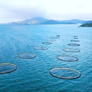 Yrkesfisken inom MSC:s förbättringsprogram erkänns nu av ASC:s foderstandard