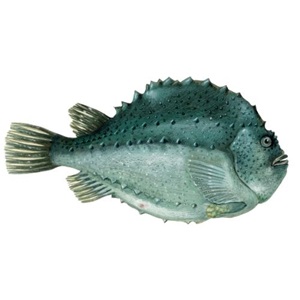 Återcertifiering av det isländska fisket på sjurygg