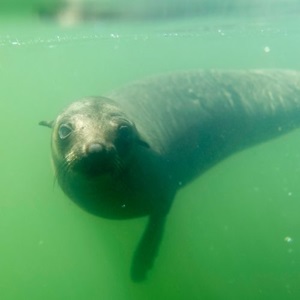 Ocean Stewardship Funds projekt ska skydda pälssälar i Namibia