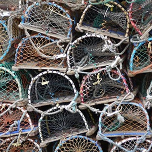From North Shields to Berwick, an insight into the Northumberland inshore lobster fishery
