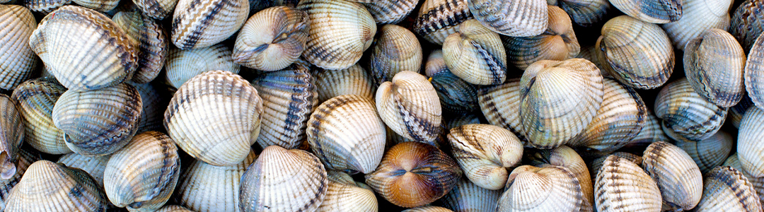 cockles stock image...