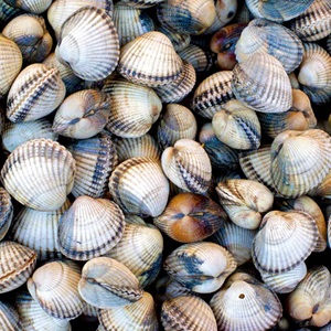 Read the fishery factsheet