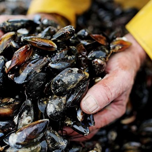 Read the fishery factsheet