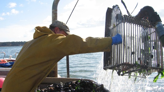 Pump scoop dredging for cockles, by ERance Pump scoop dredging for cockles, by ERance
