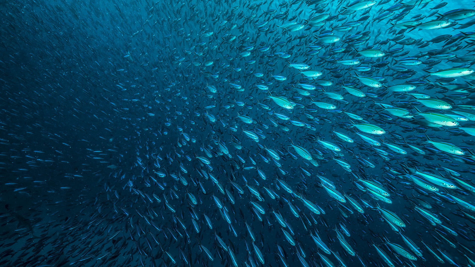 Underwater image of a shoal of sardines