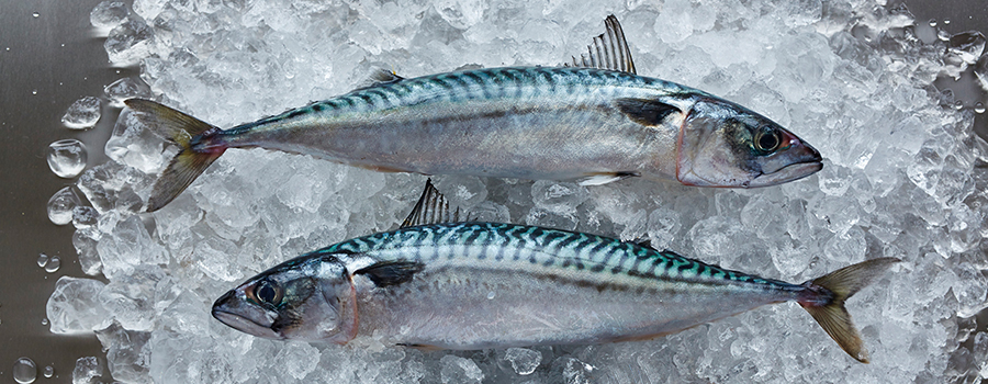 mackerel large