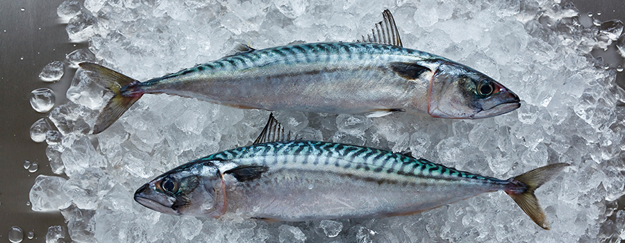 Mackerel: to fish or not to fish? 