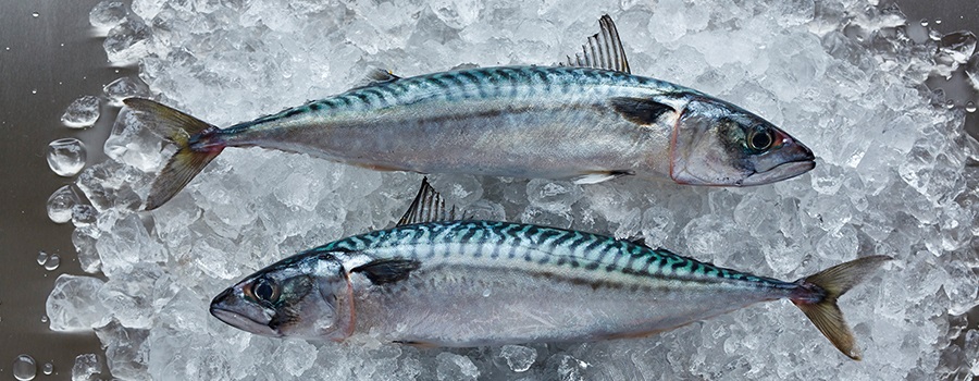 Rich nations continue to overexploit North-East Atlantic fish stocks
