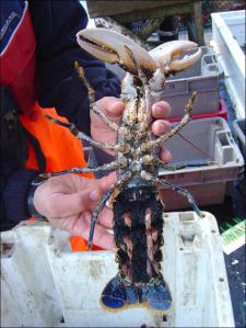 northumberland lobster northumberland lobster