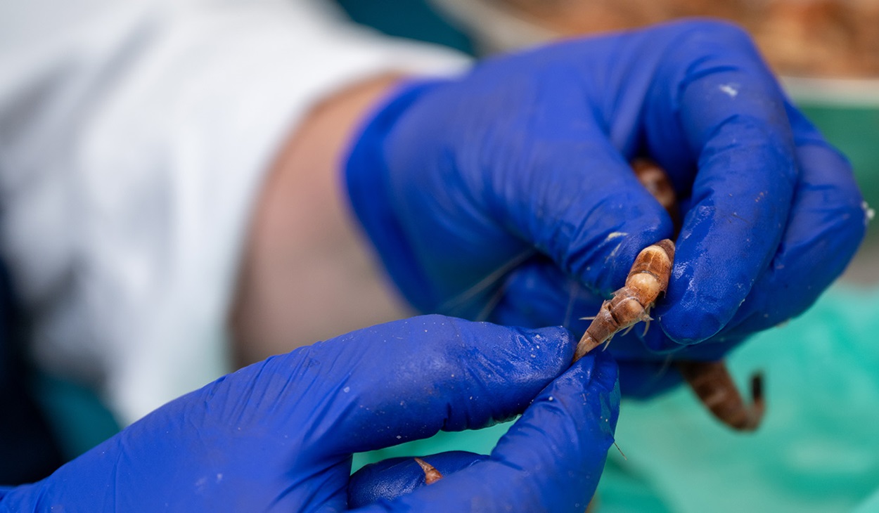 Fishmonger peeling the brown shrimp