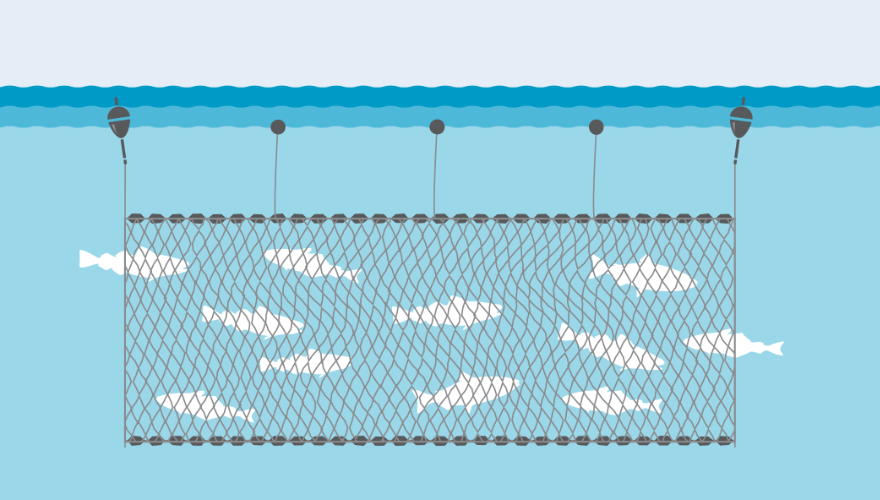 gillnet
