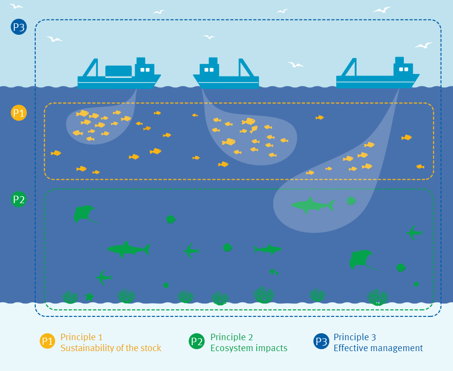 Fisheries Standard graphic Fisheries Standard graphic