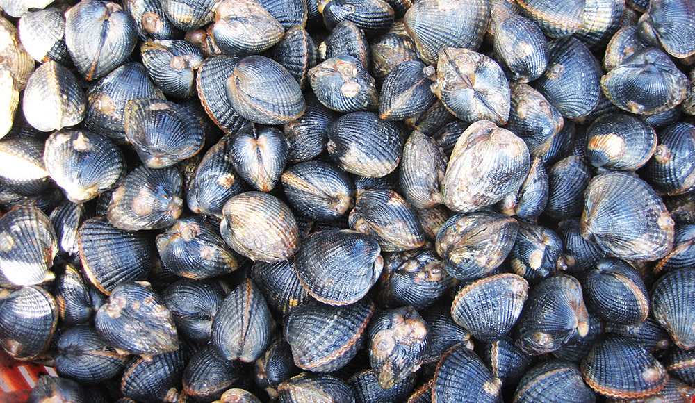 Poole Harbour cockles