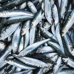 What is overfishing?