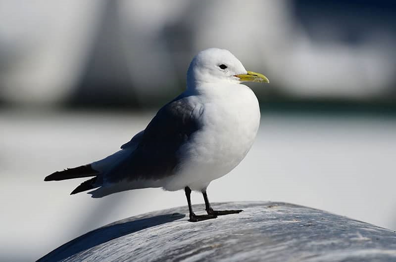 Close up of kittiwake bird