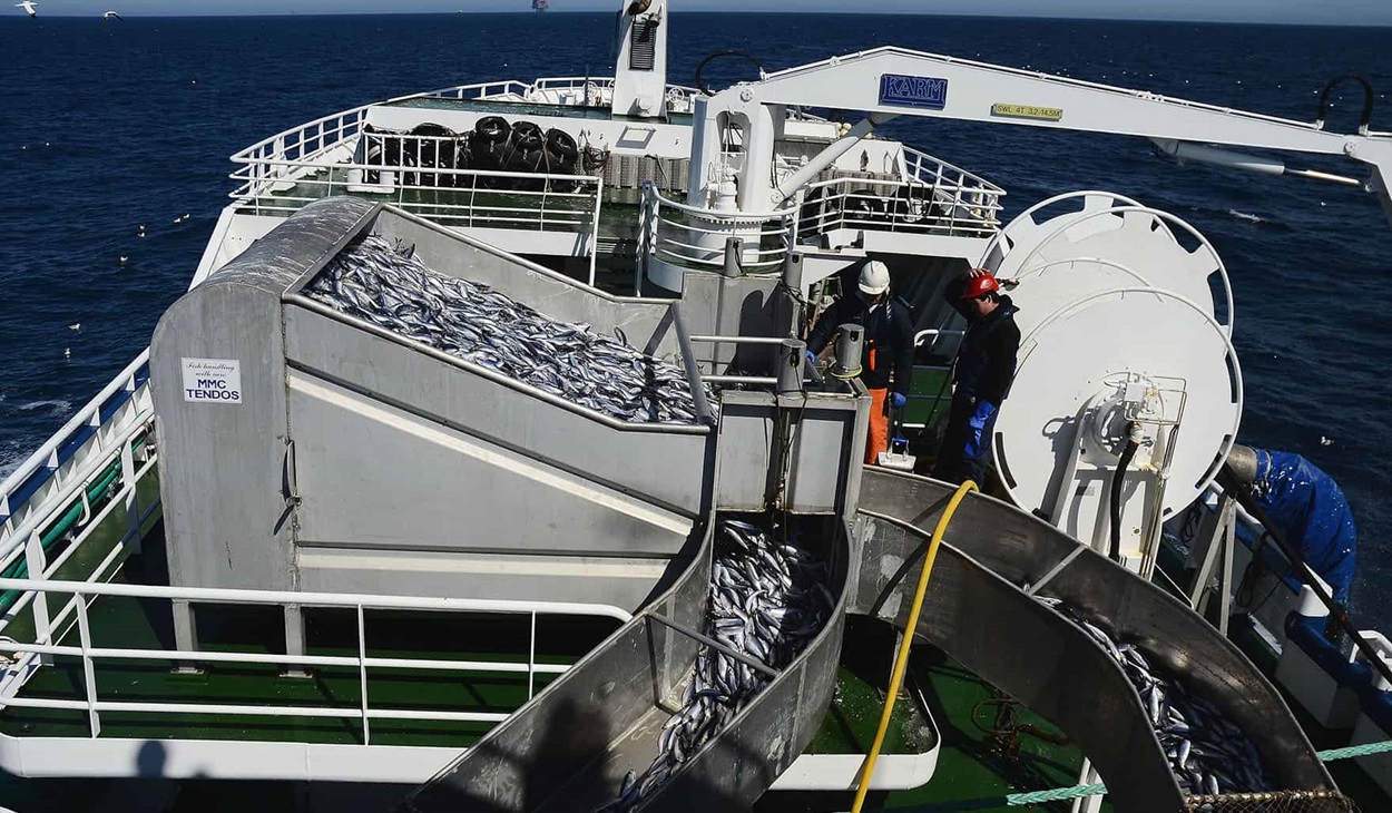 Herring on boat conveyor belt
