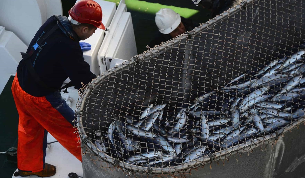 Herring fisherman