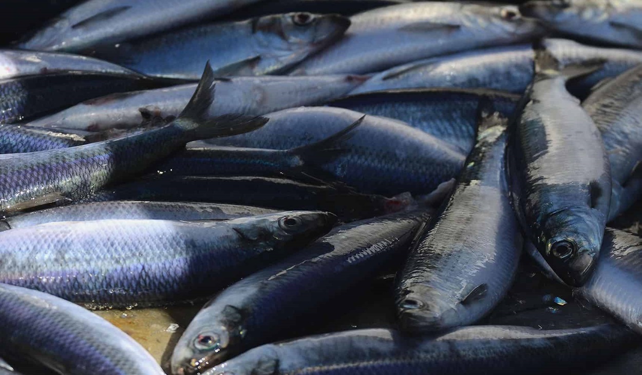Herring catch