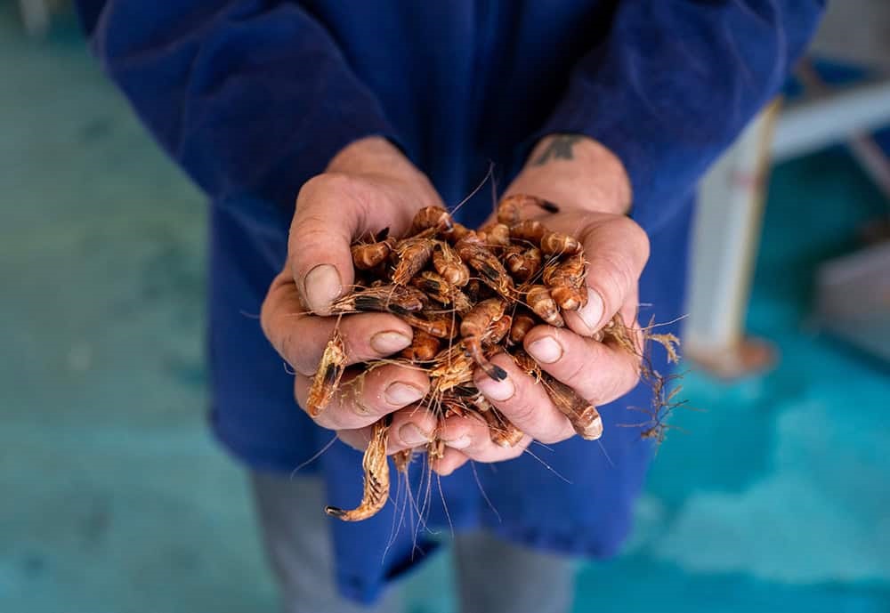 Someone holding brown shrimp in hands