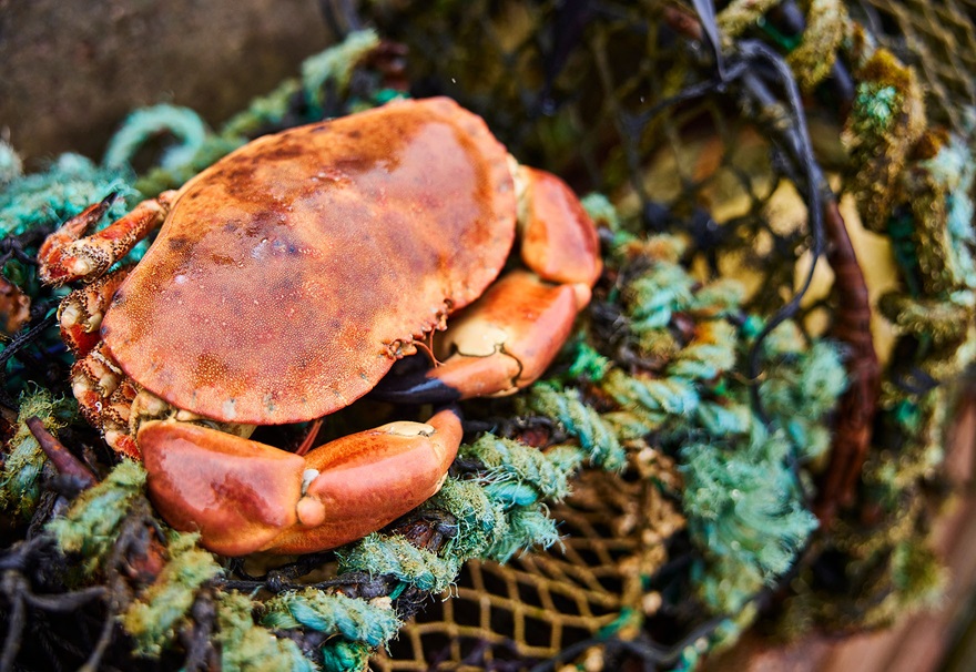 West Burrafirth Crab