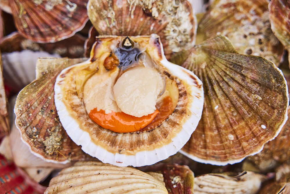 Shetland scallops: how a dredge fishery got MSC certified