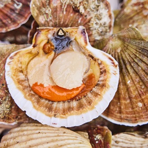 Shetland scallops: how a dredge fishery got MSC certified