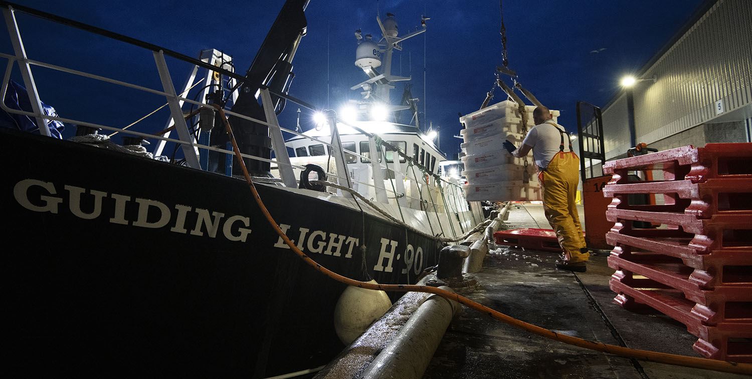 Fisher unloading haddock at Peterborough Harbour