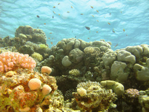 Learning from the experts in South Sinai