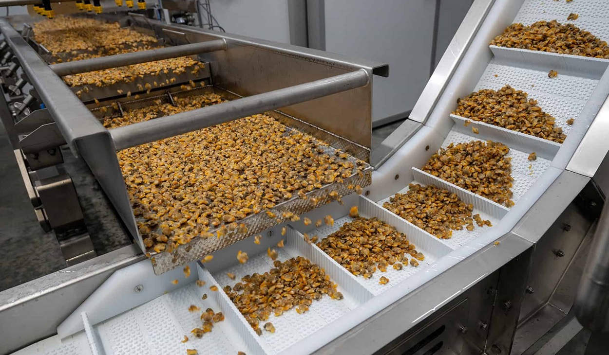 Cockles being grouped