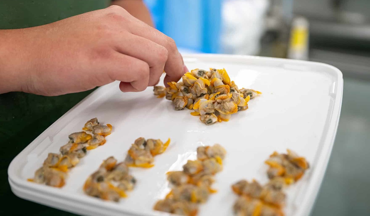 Cockle quality check