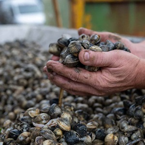 Read the fishery factsheet