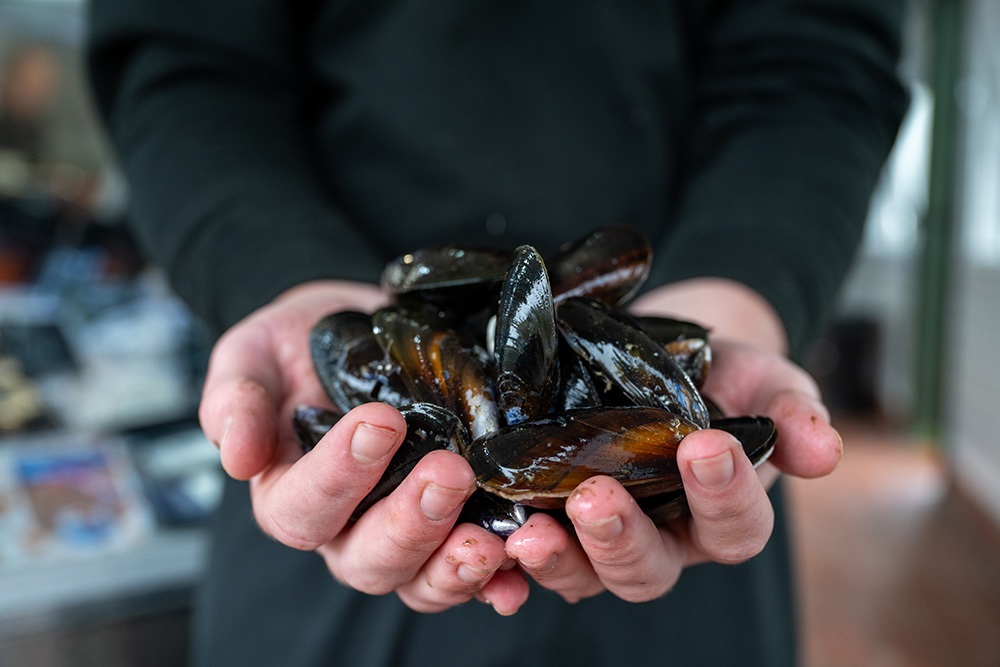 Hand of mussels