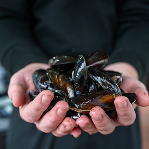 Read the NI fishery factsheet