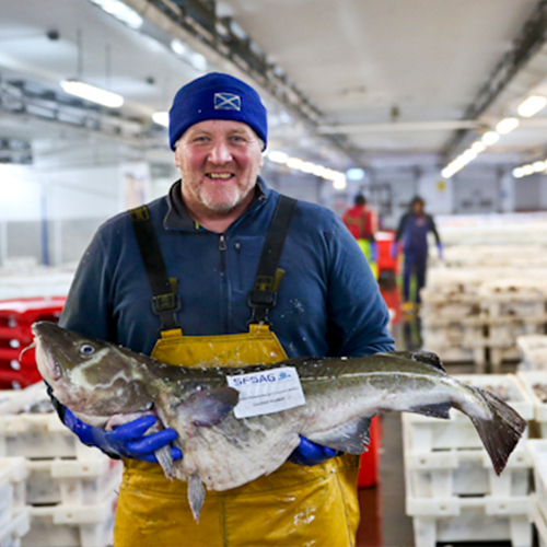North Sea cod