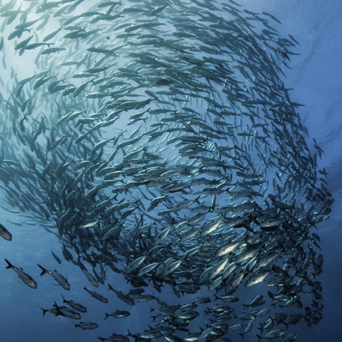 WHAT IS SUSTAINABLE FISHING?