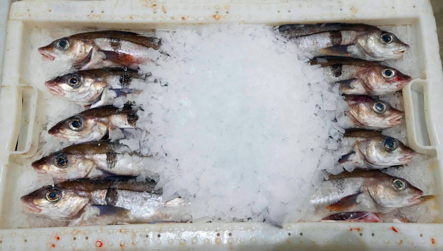 nms_msc_haddock_088_ice