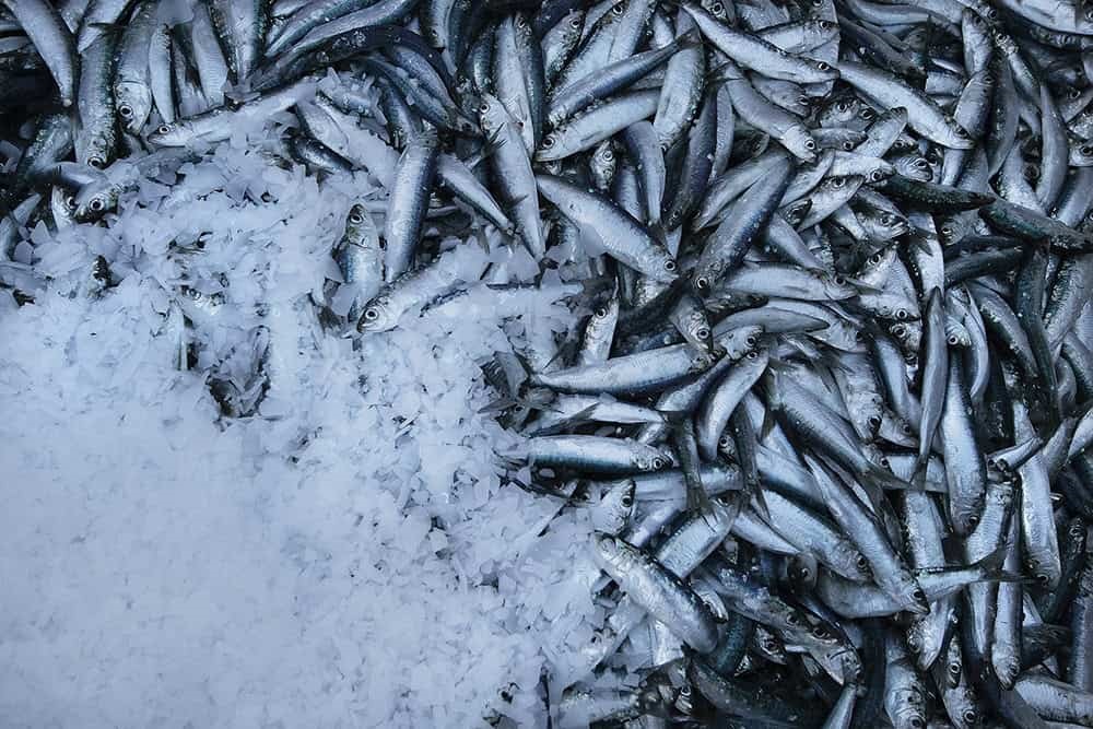 A box of sardines on ice