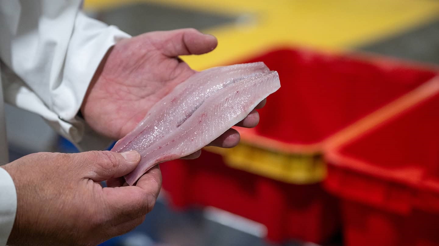 Factory worker holding herring fillet in his hands