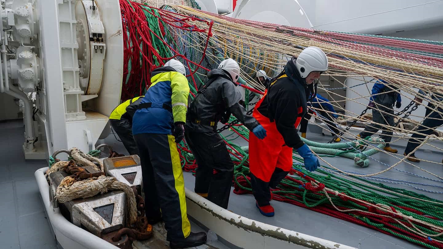 Herring fishermen pulling net out