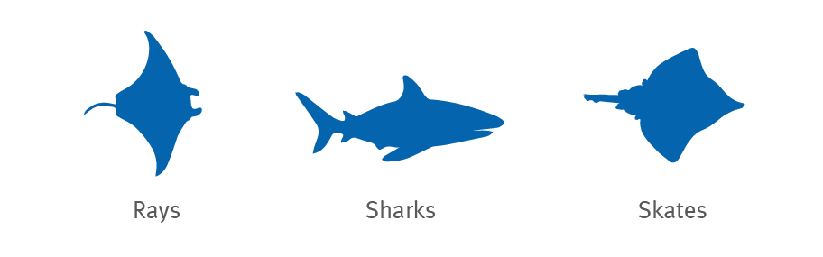 rays-sharks-and-skates-icons